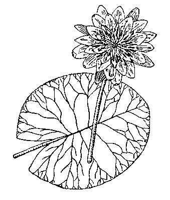 Кувшинка белая: цветок и лист.