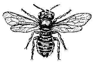 Пчела-листорез Megachile centuncularis (самка).