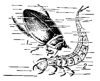 Плавунец окаймленный: 1 — жук, 2 — личинка.
