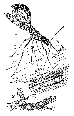 Наездники: 1 — рисса (а), откладывающий яйца в личинку рогохвоста (б); 2 — паниск, нападающий на гусеницу совки.