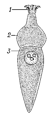 Рис. 1. Строение грегарины Corycella armata: 1 — эпимерит; 2 — протомерит; 3 — дейтомерит.