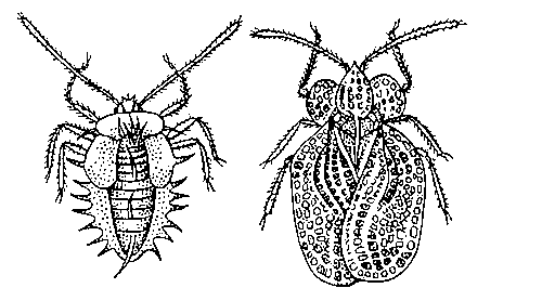 Грушевый клоп: нимфа (слева) и взрослое насекомое.