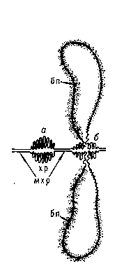 Рис. 4. Неактивная (а) и функционирующая (б) хромомеры; последняя образует боковые петли (бп); мхр — межхромомерные участки хромосомы.