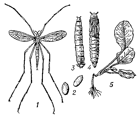 Вредная долгоножка: 1 — взрослое насекомое; 2 — яйца; 3 — личинка; 4 — куколка; 5 — рассада капусты, поврежденная личинками.