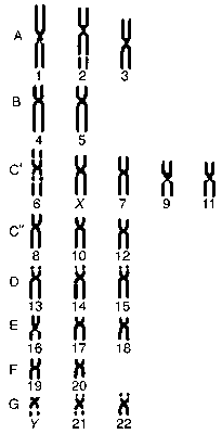 Кариограмма гаплоидного набора хромосом мужчины; хромосомы разделены на 8 групп; Х и У — половые хромосомы.