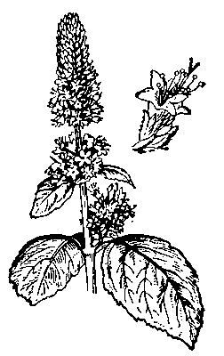 Пачули: слева — часть стебля с листьями и соцветиями; справа — цветок.