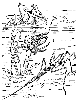 Водяные скорпионы: 1 — обыкновенный водяной скорпион; 2 — ранатра.