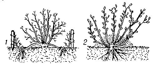 Рис. 2. Размножение кустарников отводками: 1 — горизонтальными; 2 — вертикальными.
