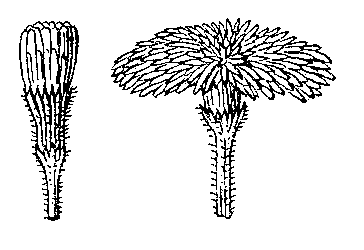 Рис. 4. Фотонастическое движение соцветий одуванчика: слева — в пасмурную, справа — в ясную погоду.