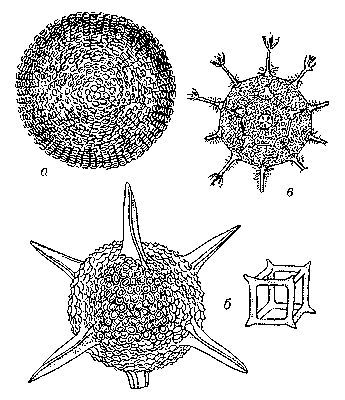Рис. 3. Биообъекты с совершенной точечной симметрией. Радиолярии: а — шарообразная Ethmosphaera polysyphonia, содержащая бесконечное число осей бесконечного порядка + бесконечное число плоскостей симметрии + центр симметрии; б — кубические Hexastylus marginatus и Lithocubus geometricus, характеризующиеся симметрией куба; в — додекаэдрическая Circorhegma dodecahedra, характеризующаяся симметрией правильных многогранников — додекаэдра и икосаэдра.