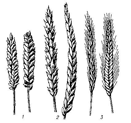 Колосья пшенично-ржаного амфидиплоида — тритикале (2) и исходных видов пшеницы (1) и ржи (3).