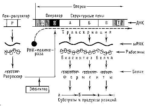 Схема регуляции биосинтеза белков-ферментов в соответствии с концепцией оперона. Эффекторы могут cнижать или увеличивать сродство репрессора к оператору, влияя тем самым на скорость синтеза м-РНК и белка. П — промотор; Т — терминатор.