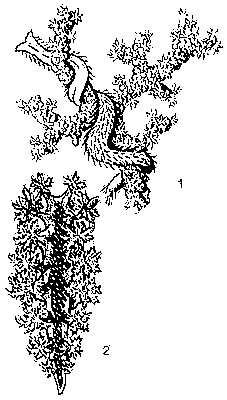 Моллюски. 1 — Echinomenia corallophila; 2 — Dendronotus arborescens.