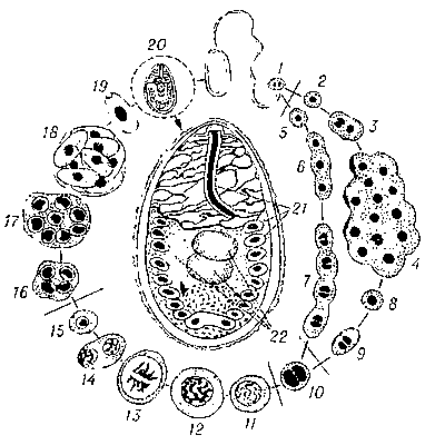 Жизненный цикл микроспоридий (схема); в центре — строение споры (в разрезе): 1 — выход спороплазмы; 2—9 — шизогония: 10 — диплокарион; 11—15 — автогамия; 16—19 спорогония; 20 — зрелая спора; 21 — полярная нить (видны её витки в разрезе); 22 — спороплазма с 2 ядрами.