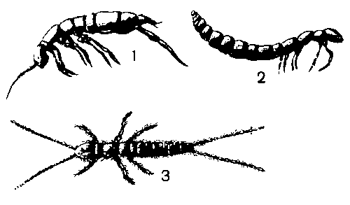 Взрослые формы насекомых: 1 — ногосхвостка; 2 — бессяжковое; 3 — двухвостка-камподея.