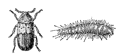 Ветчинный кожеед: 1 — жук; 2 — личинка.