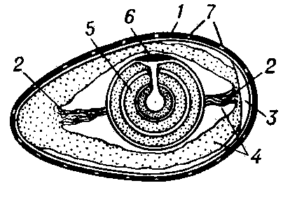 Схема строения птичего яйца: 1 — скорлупа; 2 — халазы; 3 — пуга; 4 — белок; 5 — желток; 6 — зародышевый диск; 7 — поры.