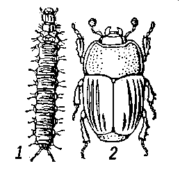 Карапузик Platysoma compressum: 1 — личинка; 2 — жук.
