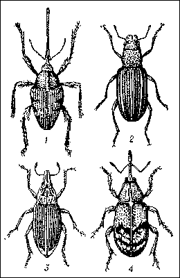 Долгоносики: 1 — желудёвый (Curculio glandium); 2 — гороховый клубеньковый (Sitona lineatus); 3 — свекловичный (Bothynoderes punctiventris); 4 — яблоневый цветоед (Anthonomus pomorum).