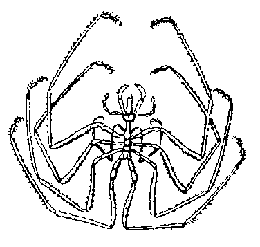 Морской паук Nymphon distensum.