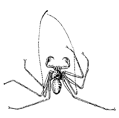 Жгутоногий паук Charinus milloti.