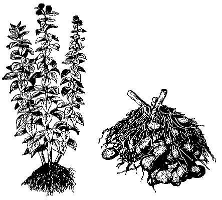 Топинамбур: слева — общий вид растения, справа — подземная часть.