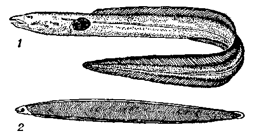 Морской угорь (Conger conger): 1 — взрослый; 2 — личинка-лептоцефал.