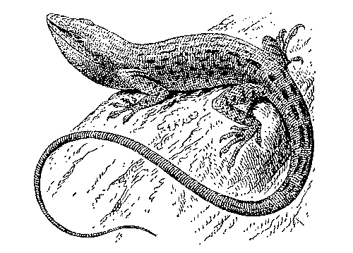 Анолис (Anolis carolinensis).