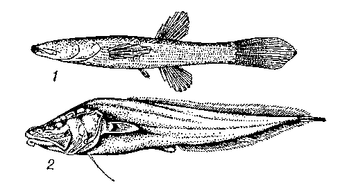 Пещерные рыбы: 1 — северная слепоглазка (сем. Amblyopsidae); 2 — люцифуга (сем. Brotulidae).