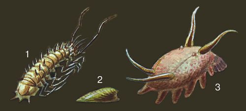 Глубоководные животные: 1 — изопода Storthyngura benti; 2 — моллюск Neopilina ewingi; 3 — голотурия Scotoplanes murrayi.