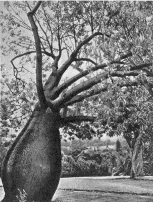 Австралия. Бутылочное дерево в кустарниковой саванне.