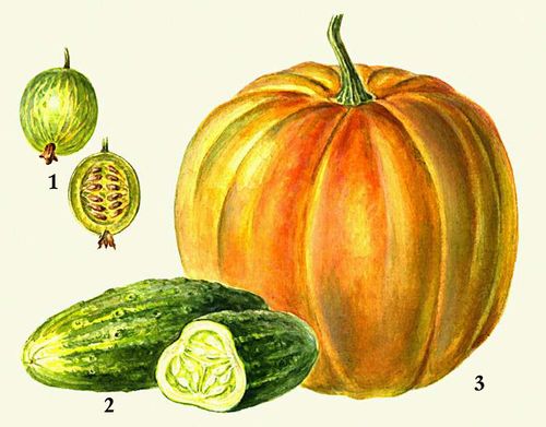Паракарпные плоды: 1 — нижняя паракарпная ягода (крыжовник); 2—3 — тыквина (2 — огурец, 3 — тыква).