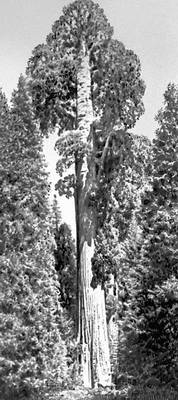 Северная Америка. Секвойя («рождественское дерево страны») в Национальном парке Кингс-Каньон (штат Калифорния, США).