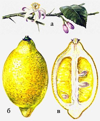 Цитрусовые культуры. Лимон (а — ветка с цветками; б — плод, в — плод в разрезе).