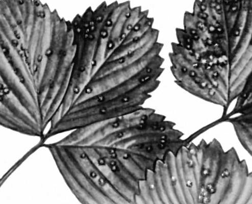 Пятнистости. Белая пятнистость листьев земляники (возбудитель гриб Ramularia talasnei).