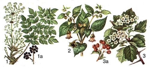 1 — аралия маньчжурская; 1а — плоды; 2 — беладонна обыкновенная (красавка); 3 — боярышник кроваво-красный; 3а — плоды.