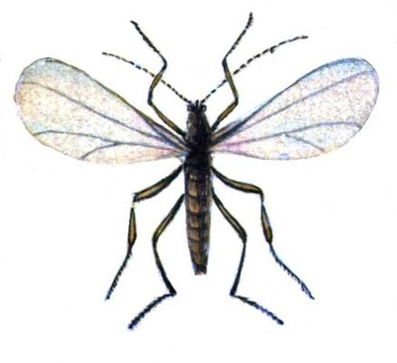 Гессенская муха, самец (длина тела 2,5—3 мм).