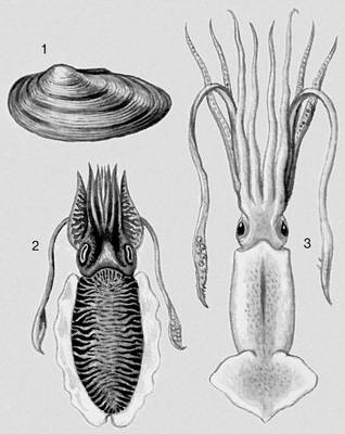 Моллюски. 1 — Unio pictorum; 2 — Sepia officinalis; 3 — Kondakovia longimana.