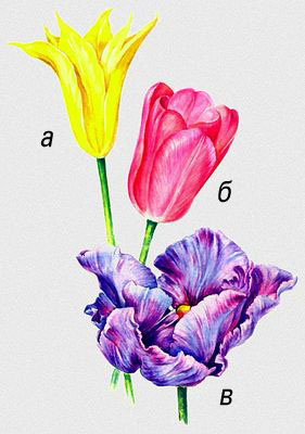Тюльпаны (Tulipa), сорта: а — 'Golden Dushess' (Золотая принцесса), б — дарвиновский тюльпан 'Queen of Bartigons' (Королева Бартигоны), в — попугайный тюльпан 'Blue parrot' (голубой попугай).