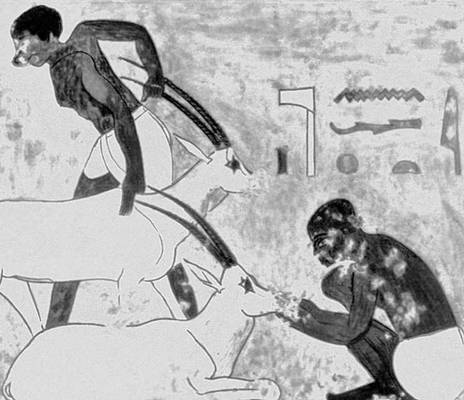 Росписи гробницы принца Кхнумхотепа близ Бени-Хасана. Клеевая живопись. Около 1880 до н. э. «Кормление антилоп».