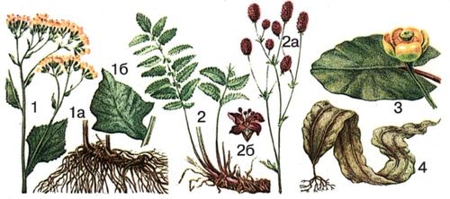 1 — крестовник широколиственный; 1а — корневище с корнями; 1б — средний стеблевой лист; 2—2а — кровохлебка аптечная; 2б — цветок; 3 — кубышка желтая; 4 — ламинария японская.