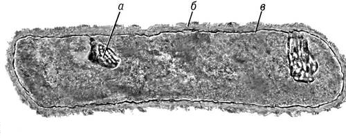 Рис. 28 к ст. Бактерии. Клетка молочнокислой бактерии; а — внутрицитоплазматические мембранные структуры (мезосомы); б — клеточная стенка; в — цитоплазматическая мембрана.