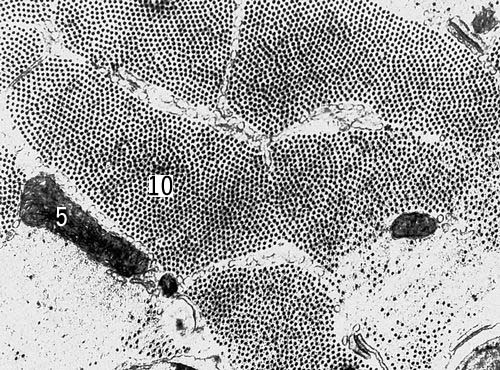 Поперечный срез мышечных клеток саранчи (увеличено в 54000 раз). Условные обозначения: 5 — митохондрии, 10 — миофибриллы.
