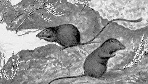 Рис. 1a. Черная адаптивная окраска у мышей Perognathus, живущих на чёрной лаве.