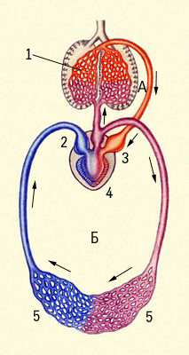 Схема кровообращения земноводного: А — малый круг, Б — большой круг; 1 — сосуды лёгких, 2 — правое предсердие, 3 — левое предсердие, 4 — желудочек сердца, 5 — сосуды тела.