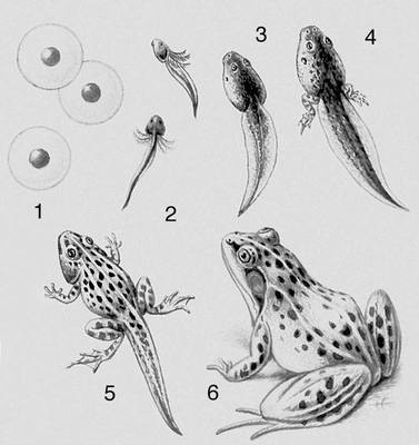Рис. 4 (VI). Метаморфоз лягушки: 1 — яйца (икра), 2 — головастик с наружными жабрами, 3 — без жабр, 4 — с задними ногами, 5 — со всеми ногами и с хвостом, 6 — лягушка.