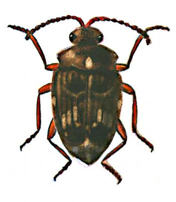 Капустный клоп, жук (длина тела 9—10 мм).