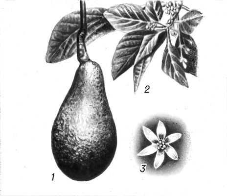 Авокадо: 1 — плод; 2 — ветка с листьями и цветками; 3 — цветок.