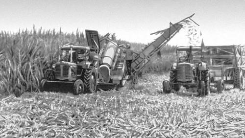 Уборка сахарного тростника в провинции Матансас.