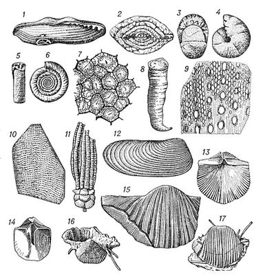 Рис. 2. Фауна каменноугольного периода. Фораминиферы: 1 — фузулина (Fusulina) — внешняя форма раковины, × 30; 2 — тритицит (Triticites) — поперечный срез, × 15. Головоногие моллюски — аммониты: 3, 4 — маратонит (Marathonites); 5, 6 — эоазианит (Eoasianites). Кораллы: 7 — колониальный коралл литостротионелла (Lithostrotionella) — поперечный срез; 8 — одиночный коралл амплексус (Amplexus). Мшанки: 9 — полипора — боковое сечение, × 11; 10 — полипора — внешний вид. 11 — Морская лилия кромиокринус (Cromyocrinus). 12 — Пластинчатожаберный моллюск аллорисма (Allorisma). Плеченогие моллюски — брахиоподы; 13 — хористит (Choristites mosquenesis); 14 — хористит — внутреннее строение створки; 15 — продуктус (Gigantoproductus); 16, 17 — продуктус (Antiquatonia) — видны иглы, которыми раковина прикрепляется к морскому дну.